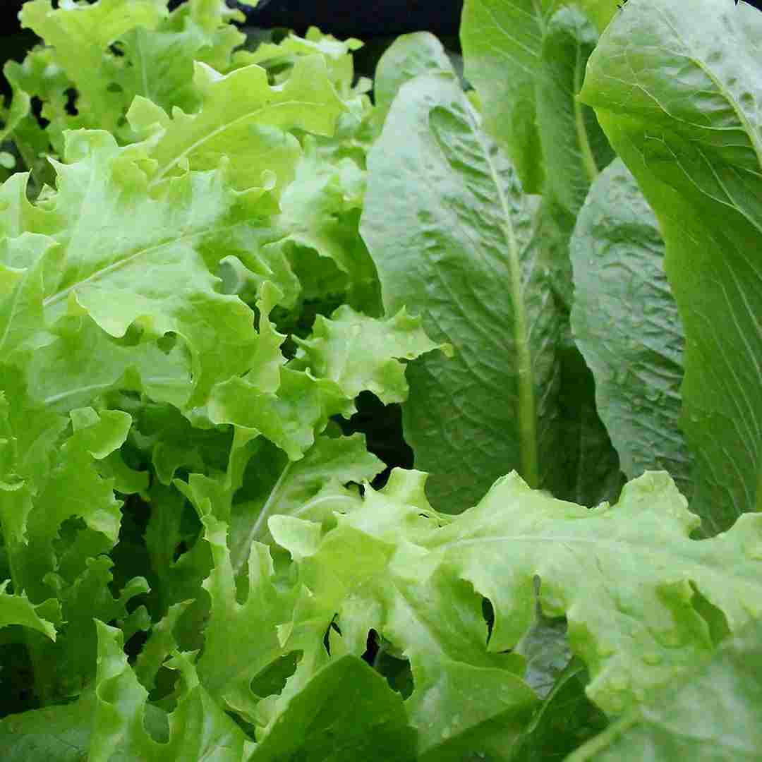 The salad leaf's