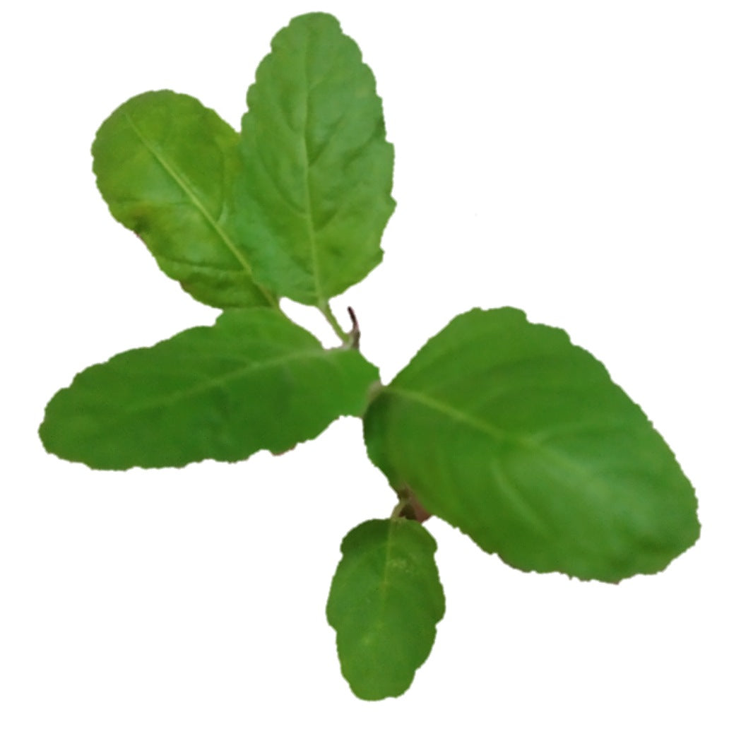 Tulsi plant leaves