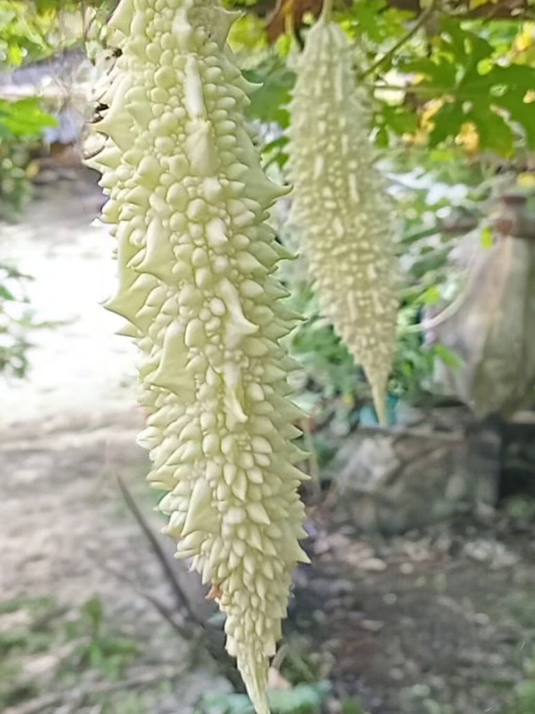 Bittergourd White Long -Hybrid Seeds