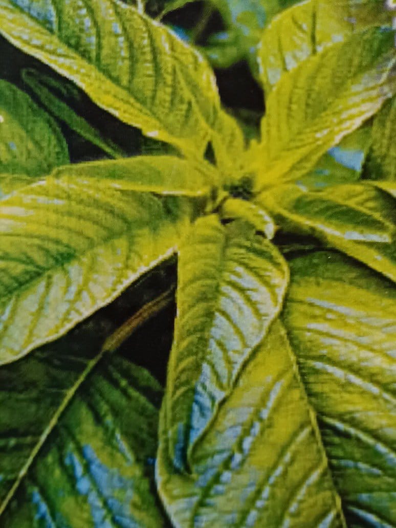 American Chaulai-Marsha Saag - Open Pollination Seeds