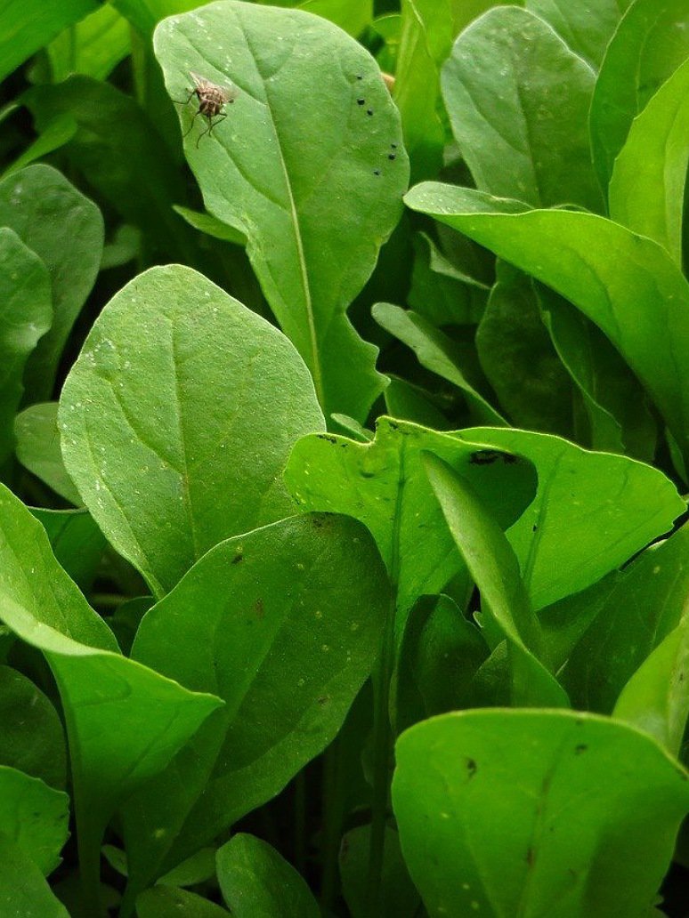 Arugula Salad Plant-Hybrid Seeds