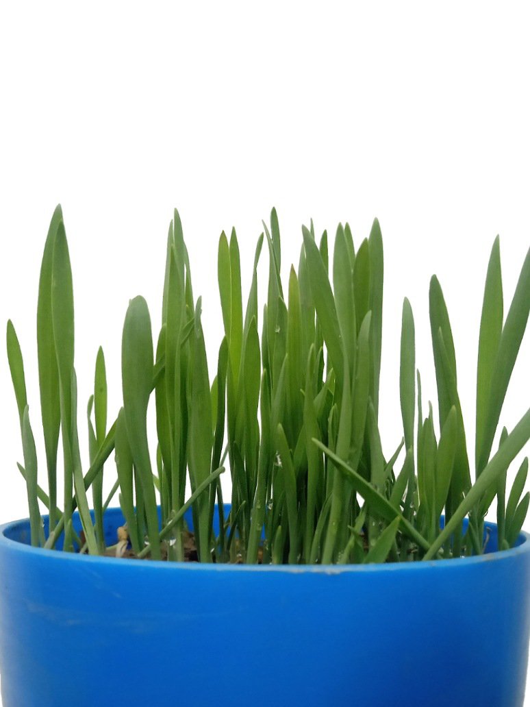 Barley Grass-Microgreen - Open Pollination Seeds