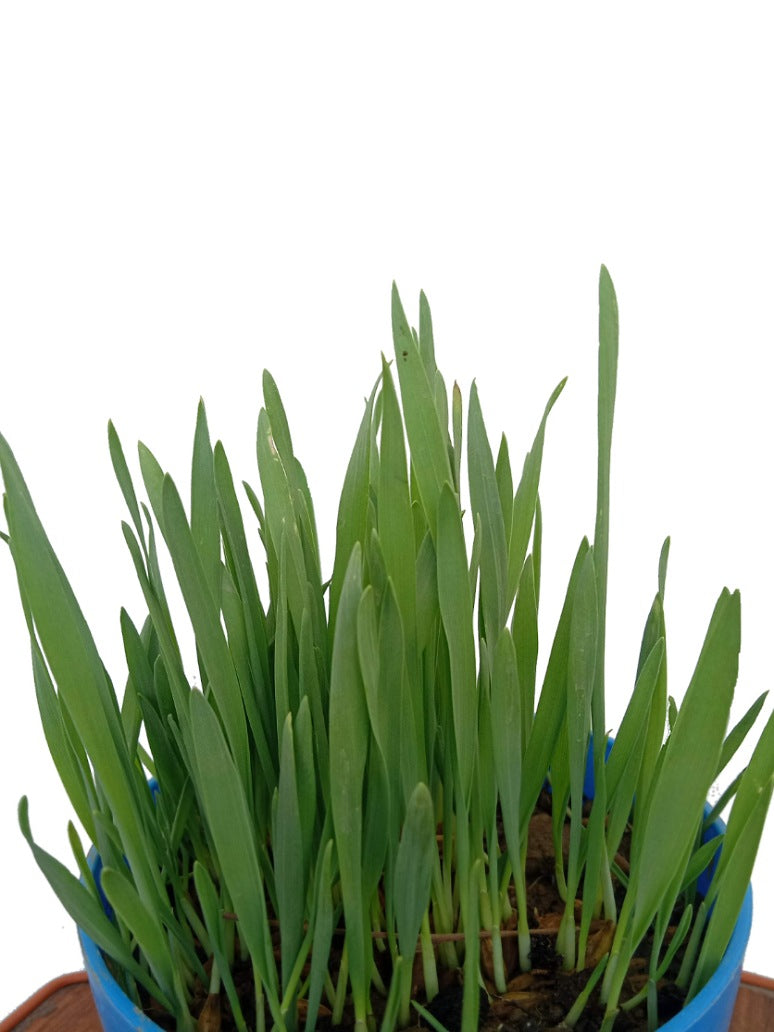 Barley Grass-Microgreen - Open Pollination Seeds