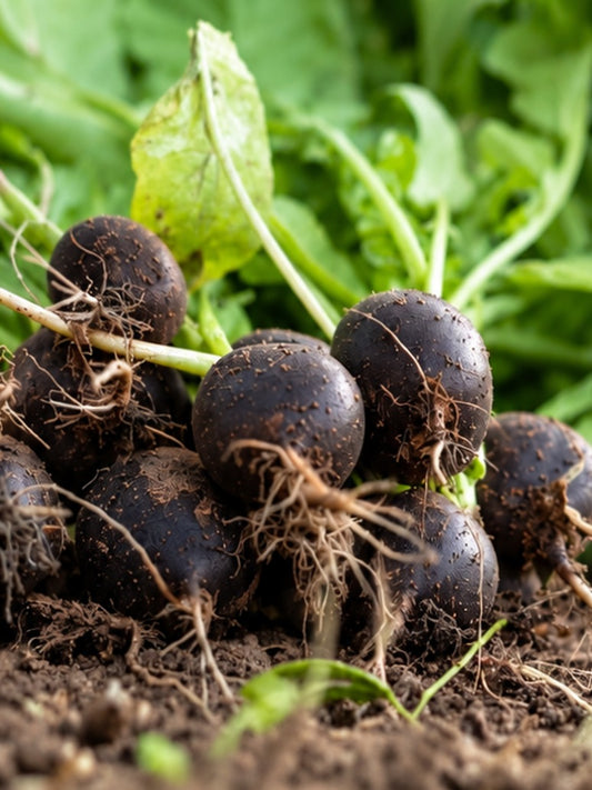 Black Radish-Open Pollination Seeds