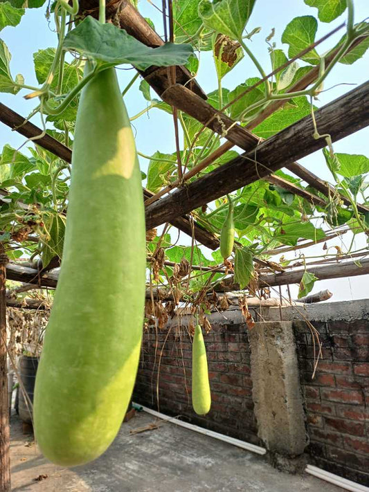 Bottle Gourd -Hybrid Seeds