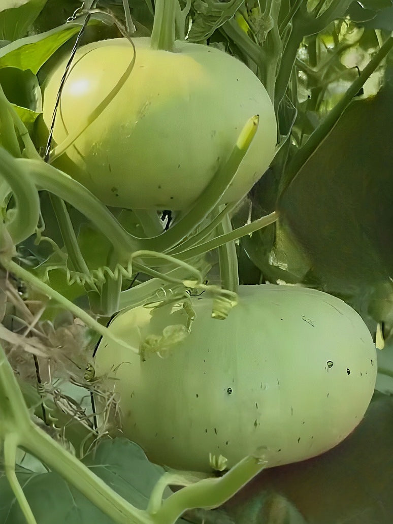 Bottle Gourd Round- Open Pollination Seeds