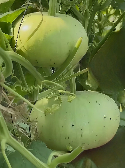 Bottle Gourd Round- Open Pollination Seeds