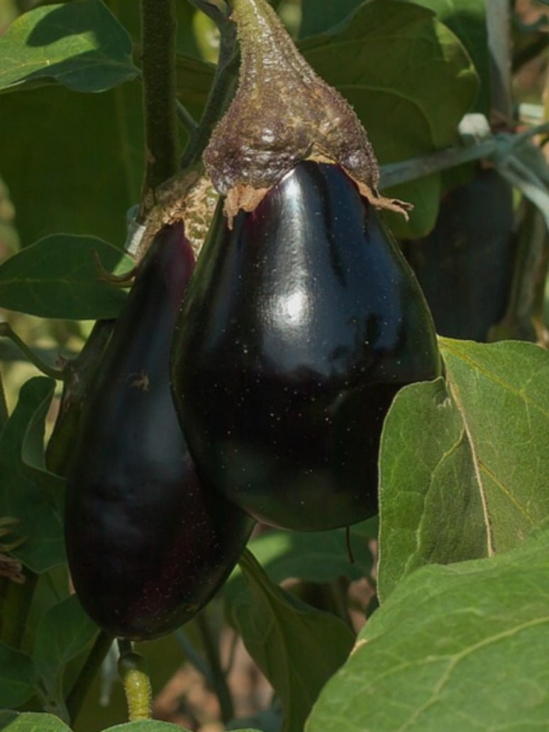 Bharta Baingan/ eggplant hybrid Seeds