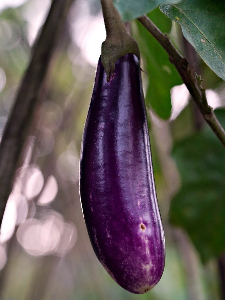 Brinjal Kalonji Desi/Thin Long Brinjal-Open Pollination Seeds