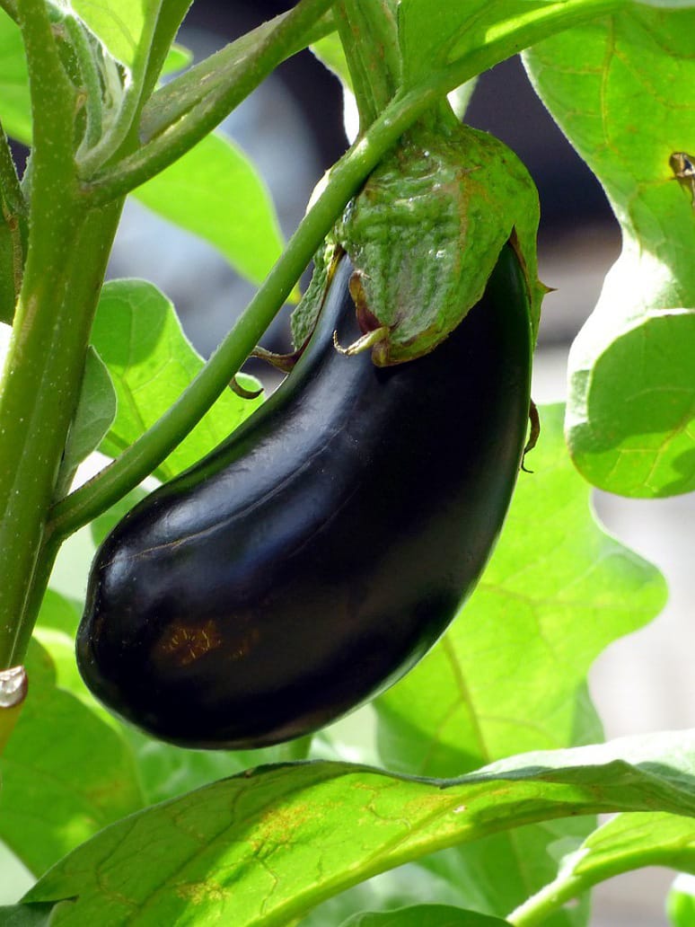 Brinjal Bharta Special Desi-Open Pollination Seeds