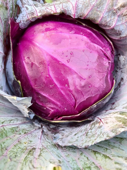 Cabbage Red - Open Pollination Seeds
