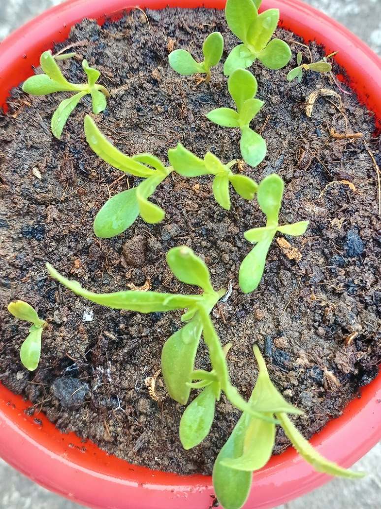 Small green plants in a red pot with soil, Calendula Fg Mix-OP Seeds-