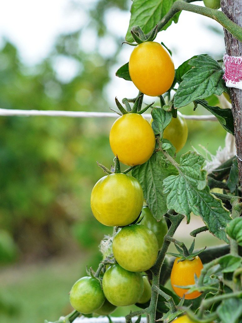 Cherry Tomato Yellow-Open Pollination Seed