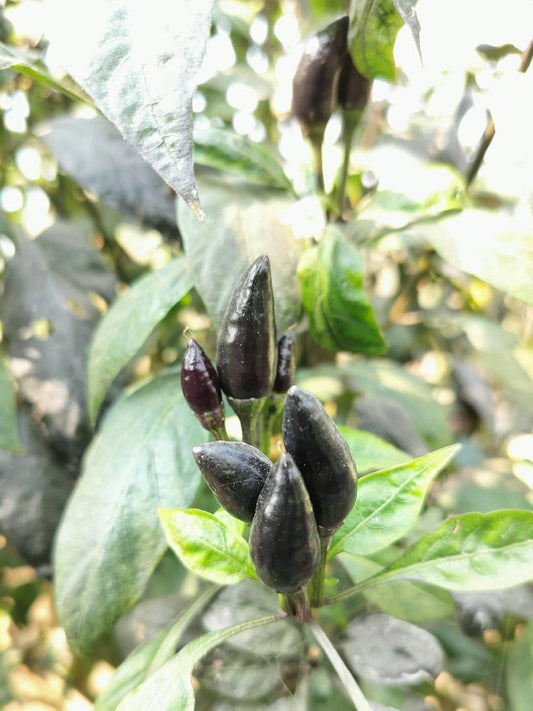 Chilli Black Extra Hot-Open Pollination Seeds