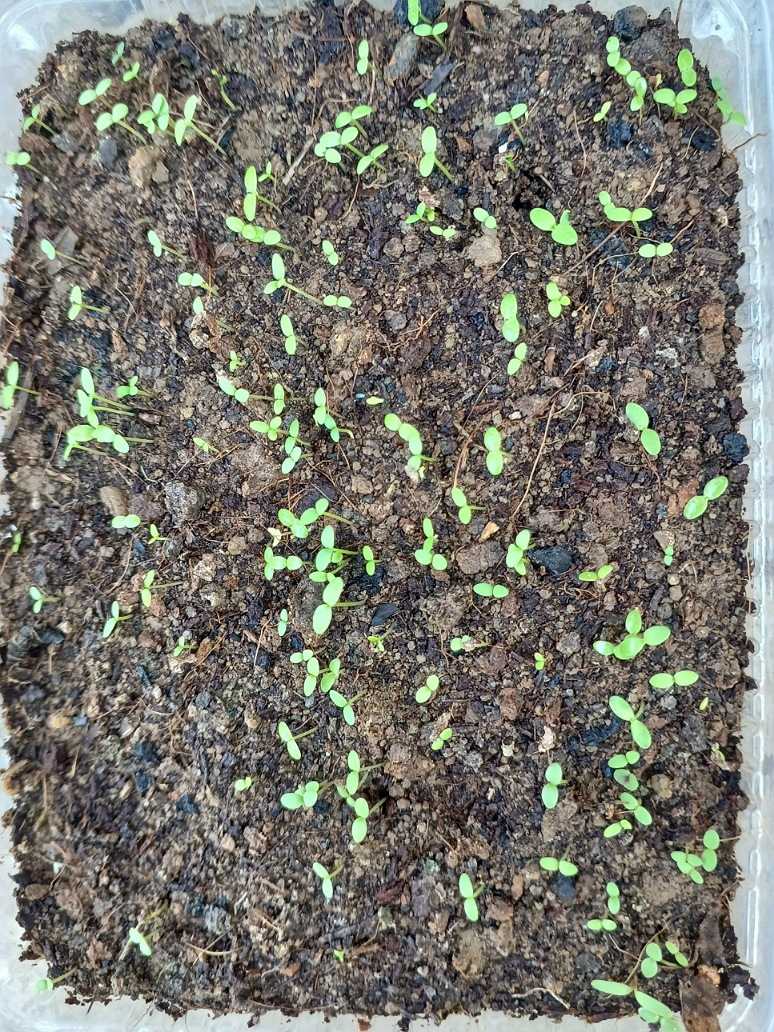 Chrysanthemum Paludosam White-Open Pollination seeds