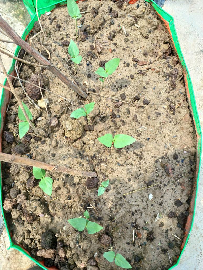 Cow Pea Lond Desi- OP Seeds