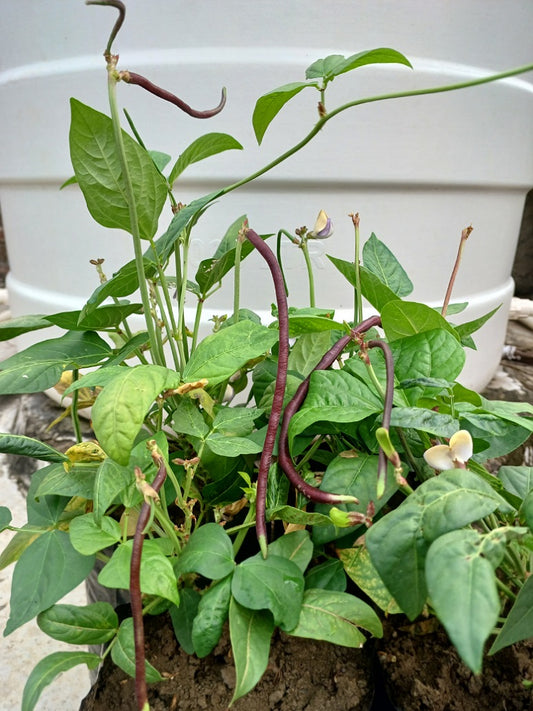 Cowpea Or Lobia Red -Open Pollination Seeds