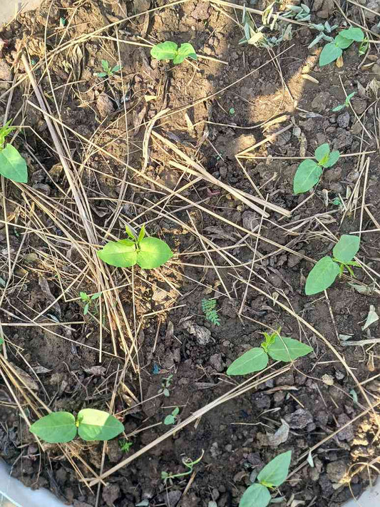 Cowpea Green Seeds Germination Test_OP