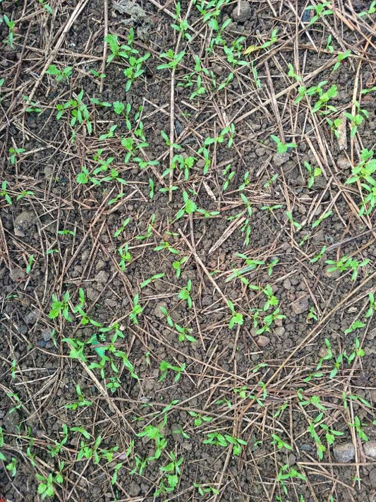 Desi Coriander Seeds Germination