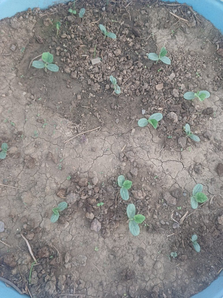 Desi Long chitkabri bottle gourd -op Seeds germination test 14/15