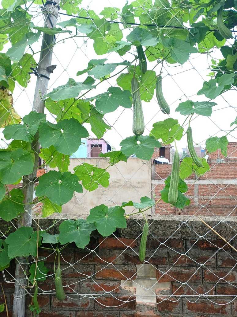 Desi Long ridge gourd seeds