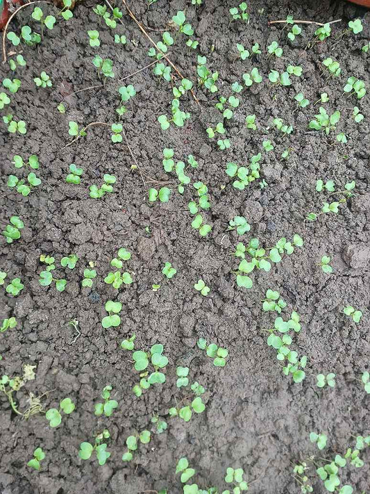 Desi Radish Seed Germination