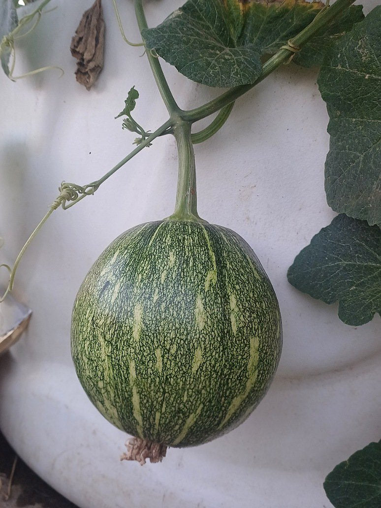 Desi pumpkin Small Variety-Open Pollination Seeds
