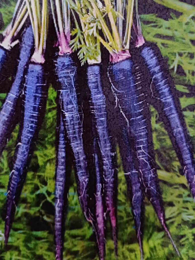 Desi Black Carrot Open Pollination Seeds Seed And Plant