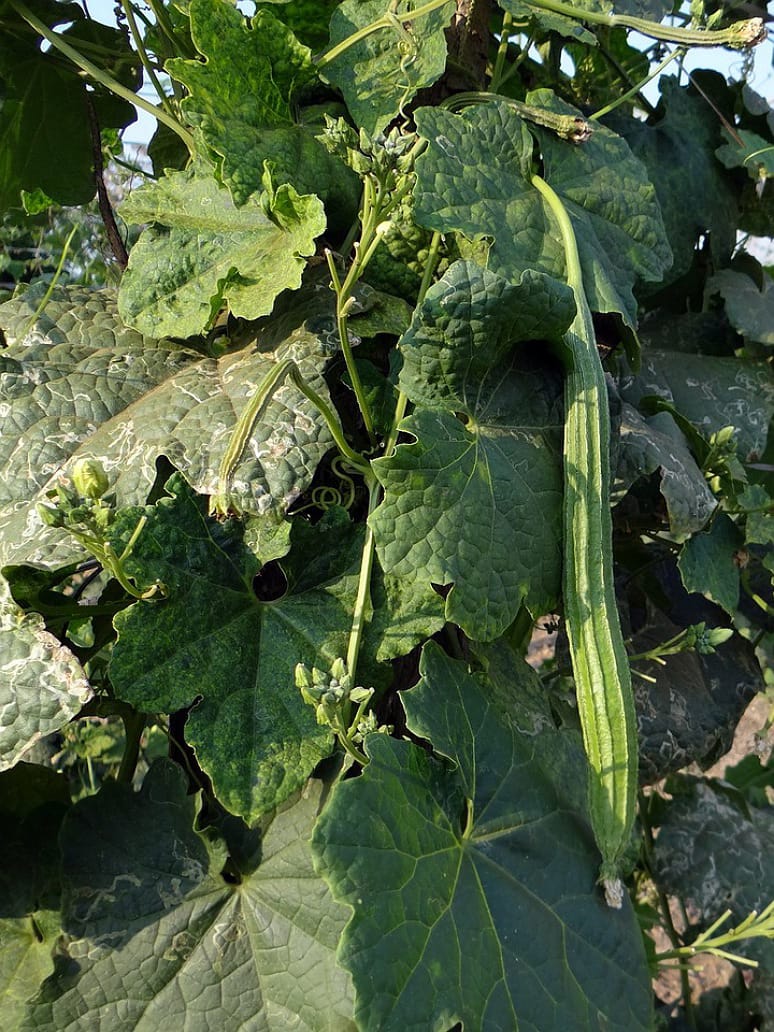 Desi Long Ridge Gourd