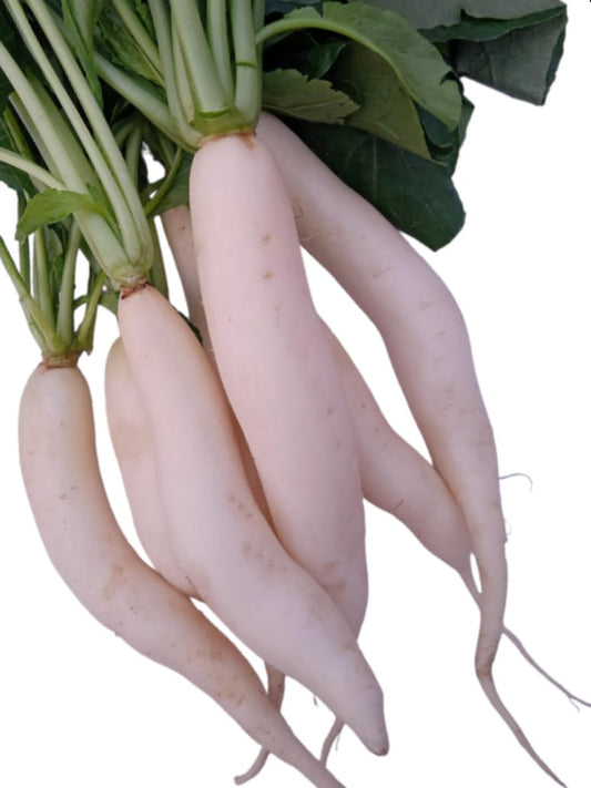 Desi Radish White Long-Open Pollination Seeds