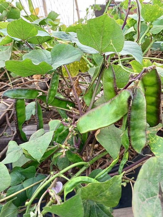 Dolichos Broad Variety - Open Pollination Seeds