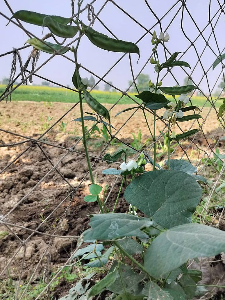 Dolichos of Dwarf Plant -Open Pollination Seeds