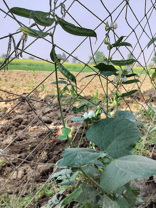 Dolichos of Dwarf Plant -Open Pollination Seeds