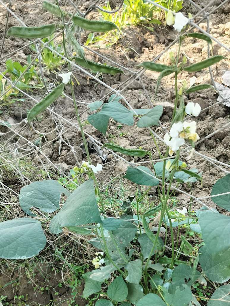 Dolichos of Dwarf Plant -Open Pollination Seeds
