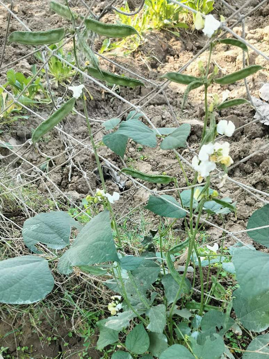 Dolichos of Dwarf Plant -Open Pollination Seeds