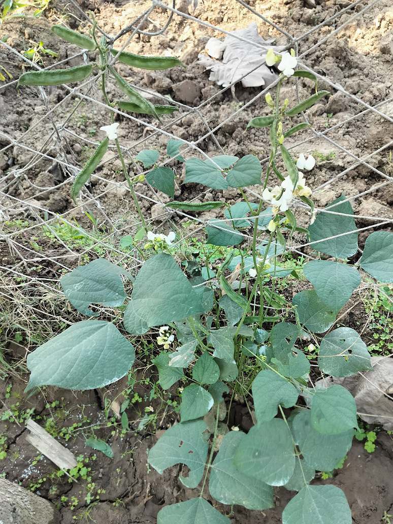 Dolichos of Dwarf Plant -Open Pollination Seeds
