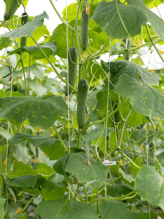 Cucumber English - Open Pollination Seeds