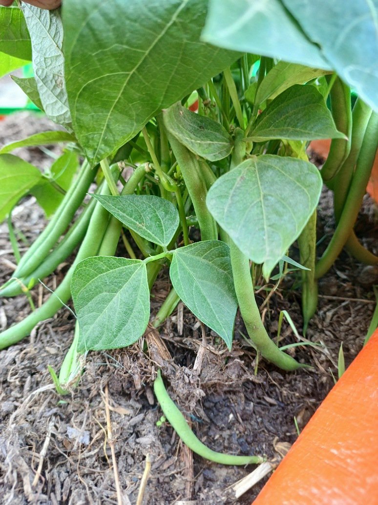 French Beans Seeds (Hybrid)