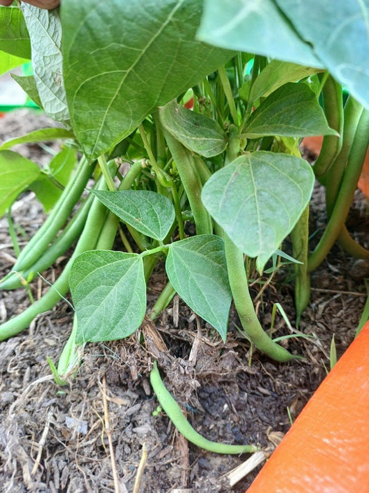 French Beans Seeds (Hybrid)