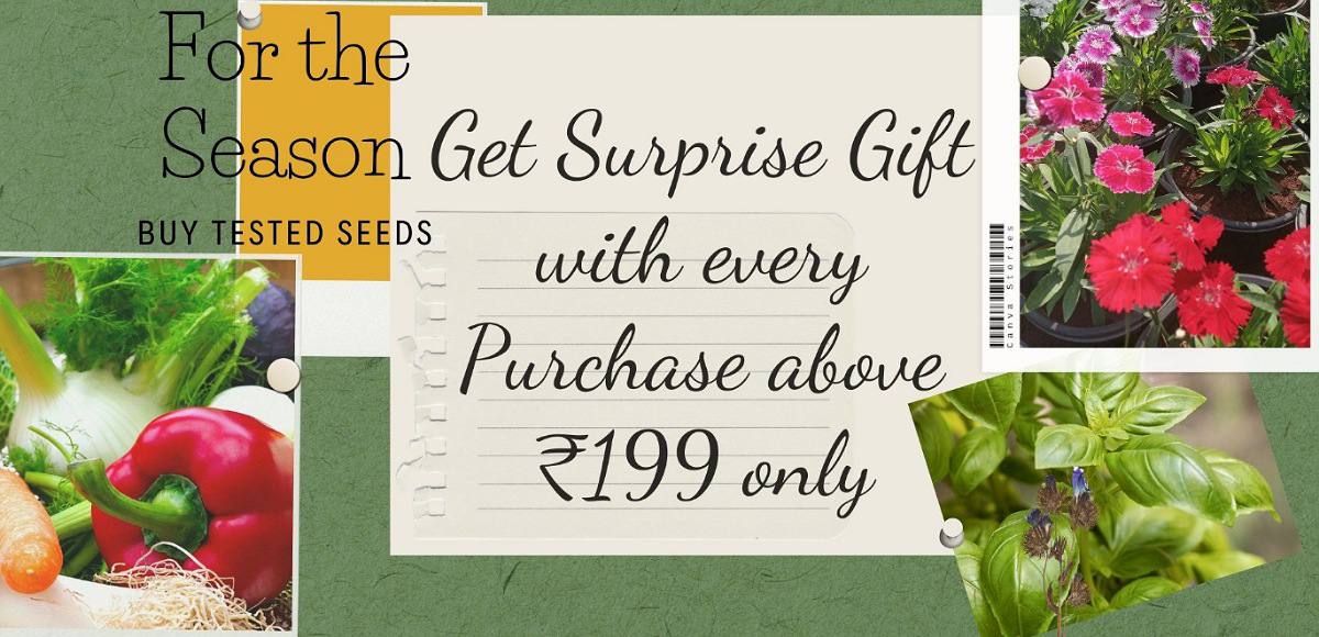 Seedandplant product details and offers