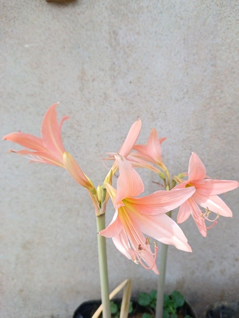 Crinum Lily Pink - 3 Bulb