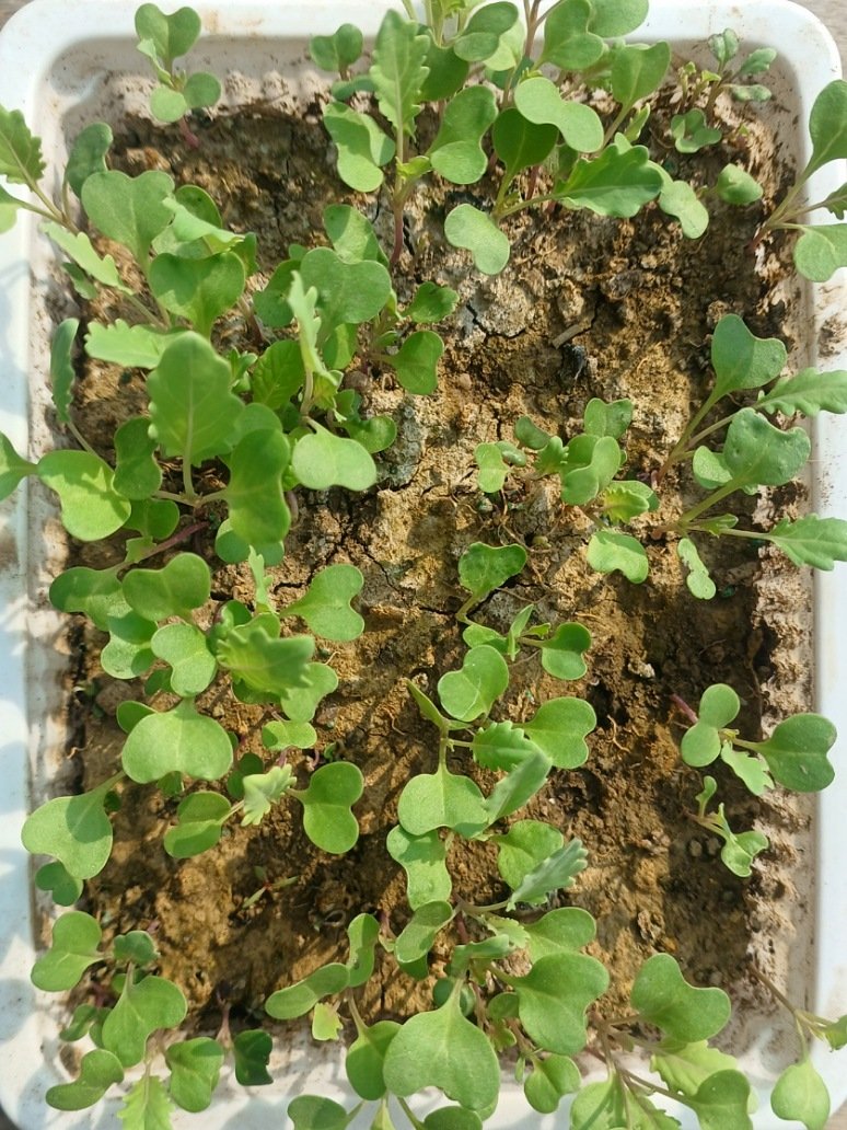 Kohlrabi Desi Seeds