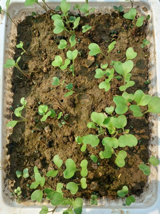 Kohlrabi Desi Seeds Germination