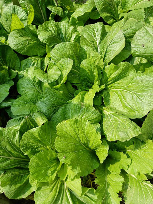 Lai patta Green Leafy-Open Pollination Seeds