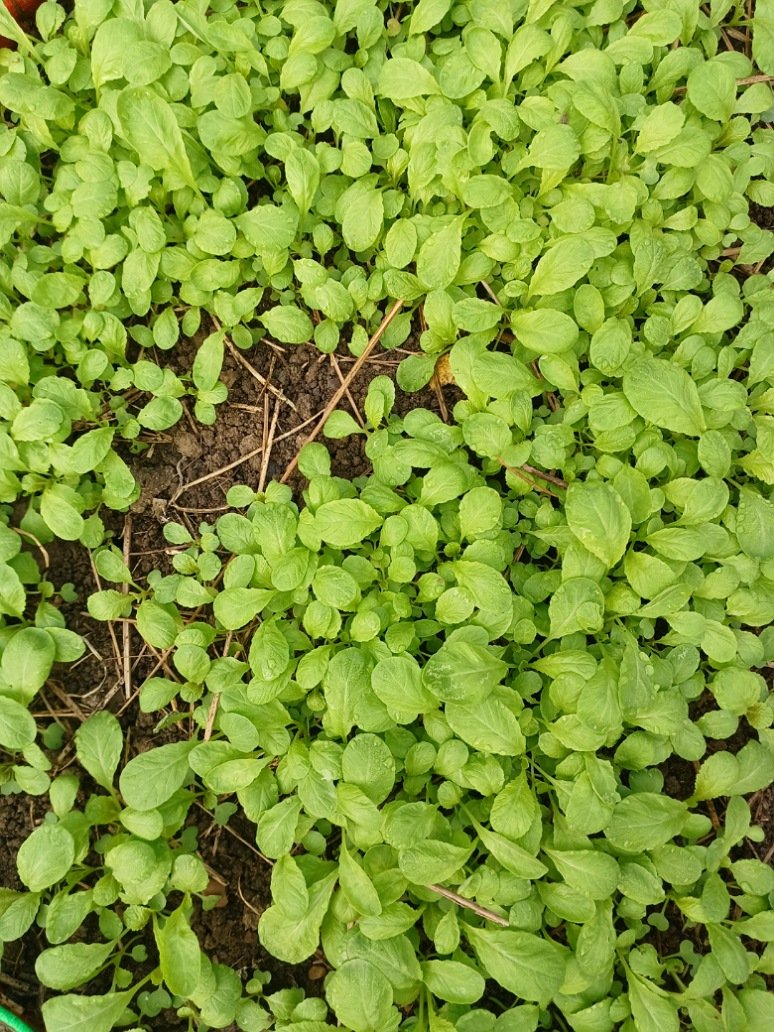 Lai patta Seedling After Seeds Germination