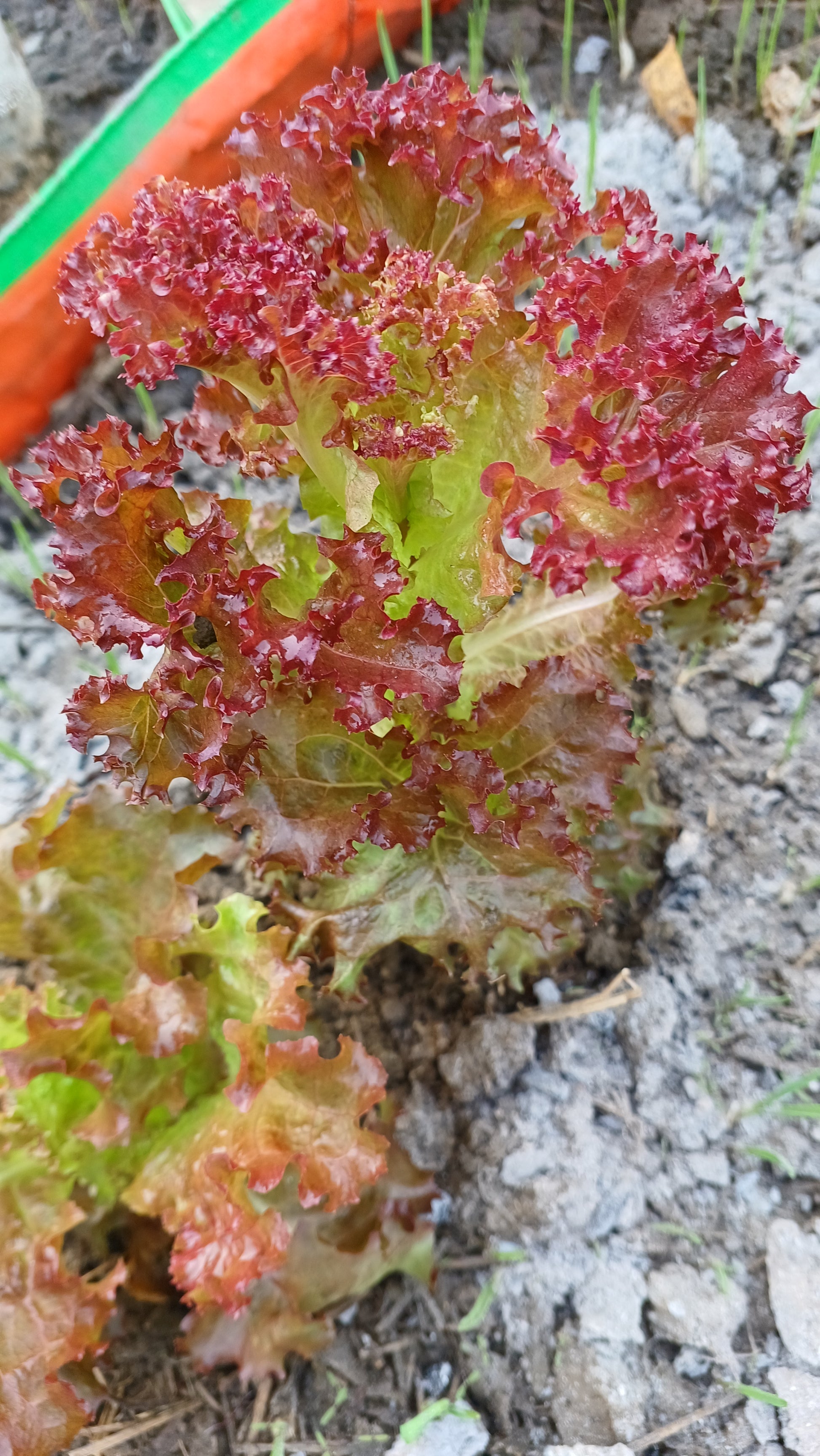 Lettuce Lollorossa Seed-(Open Pollinated)