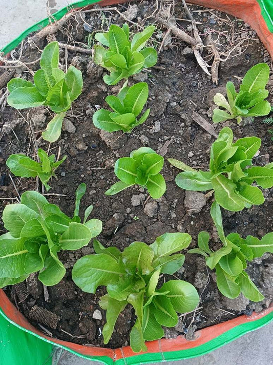 Roman Lettuce Seeds-(Open Pollinated)