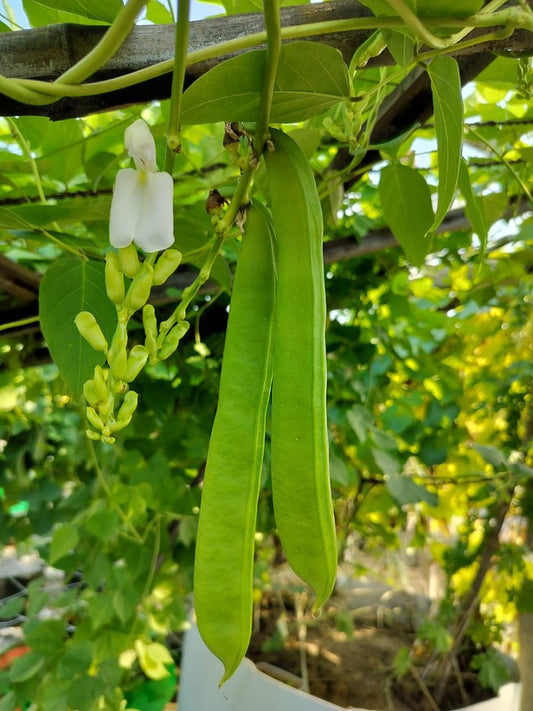 Long Flat Beans Seed-Open Pollination