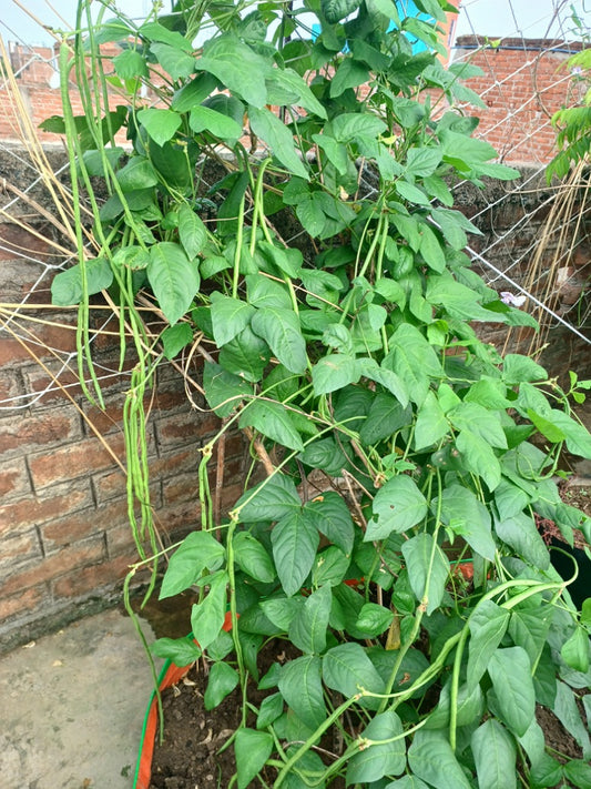 Cow Pea Long-Long Yard Bean- Barbati- Open Pollination Seeds