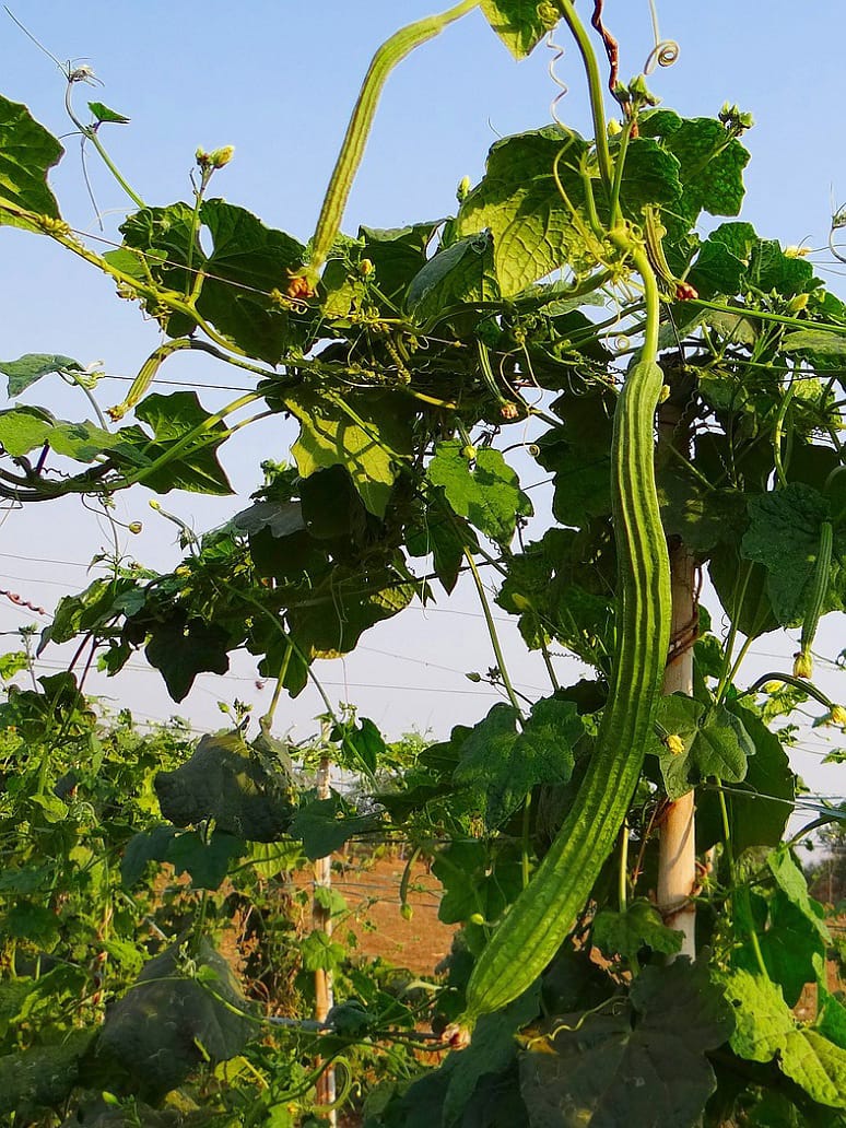 Desi Long Ridge Gourd